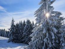 Prázdninový dům FOREST - Kovářská