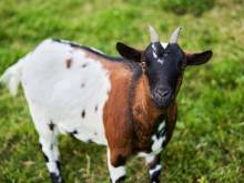 Ubytování u Chladů - Filipova Huť