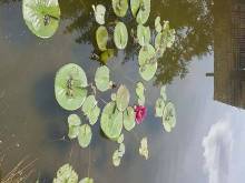 Na Motýlím vršku - Třeboň