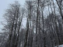 Pod Černou - Bolkov