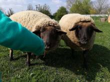 Moravský statek - Strachotín