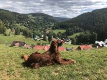 Apartmán U Setra - Pec pod Sněžkou