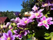 Apartmány Clematis - Nové Chalupy
