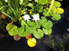 Apartmány Clematis - Nové Chalupy