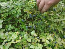 FÁFOVA BOUDA - Harrachov