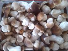 FÁFOVA BOUDA - Harrachov