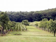 Penzion Pod Vinicí - Mikulov