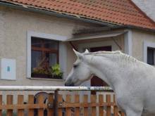 Apartmán s koňskými zážitky - Veltěže