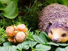 Pension Fanlor - Zubčická Lhotka