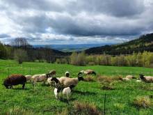Ubytování v soukromí „Harmonie“ - Mariánská