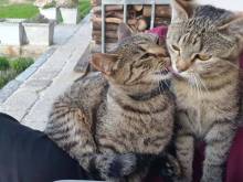 Ubytování v soukromí „Harmonie“ - Mariánská