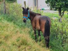 Ubytování v soukromí „Harmonie“ - Mariánská