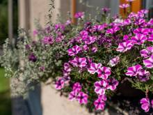 Apartmány Pěkov se zahradou – u Adršpašských skal  - Pěkov