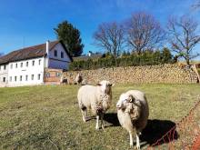 Pohoda u Lva - Nová Pec