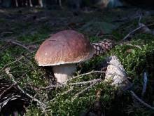 Vejmínek Pod lípou - Částkovice u Hejlova