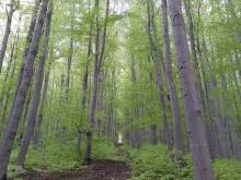 Roubenka U Hafana - Řeka