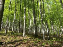 Roubenka U Hafana - Řeka