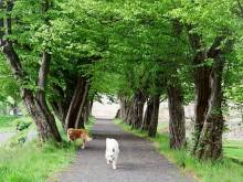 Apartmán Zelená zahrada - Lipová