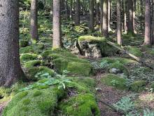 Apartmany Slavkovice - Lipno - Černá v Pošumaví