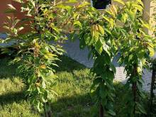 VerLiBa - Lipová-lázně