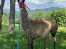 Chalupa u velbloudů - Svoboda nad Úpou