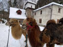 Chalupa u velbloudů - Svoboda nad Úpou