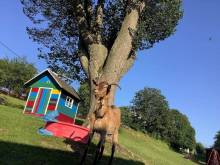 Hospůdka U Trakaře - Javorek