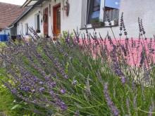 Chalupa Blaník - Louňovice pod Blaníkem