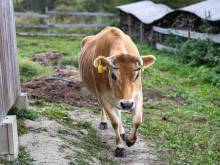 Apartmán na farmě - Žleb