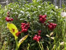 Chalupa u Cupků - Kvilda