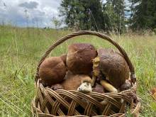 Chalupa u Cupků - Kvilda