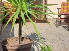 Apartmán U Lípy - Janovičky