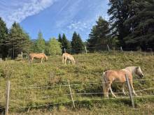 Apartmán Ad Alta Matscheidl Kompakt -