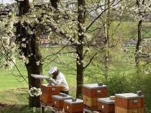 Apartmán na včelíně - Dolní Němčice