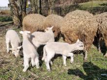 Byt v rodinném domě - Lampertice