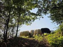 Dvůr U kříža - Velké Karlovice