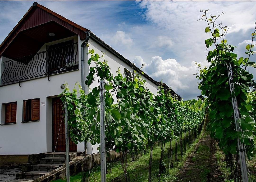 Vinný sklep u Snopků - Milotice